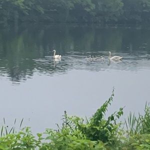 Meet your Posher, Xenia